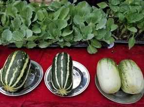 娱乐吃瓜壁纸图片